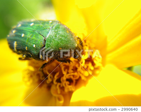 核心hanamuguri 2990640