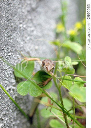 Japanese kana snake 2990963