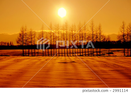 Windbreak forest at dusk 2991114
