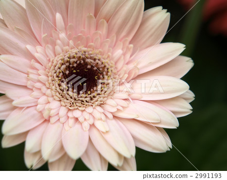 雛菊 雛菊 2991193