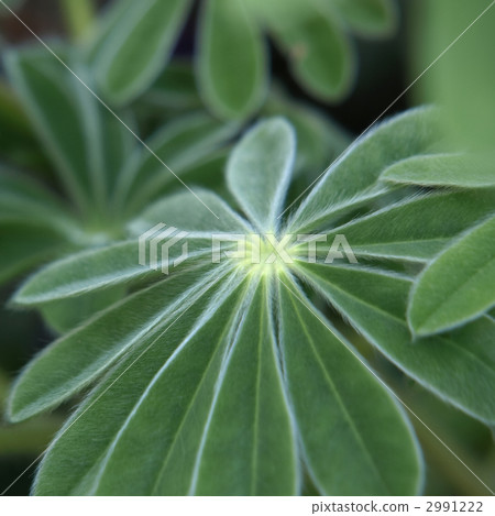 羽扇豆離開 2991222