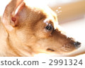 迷你篤賓犬 毛孩 動物 2991324