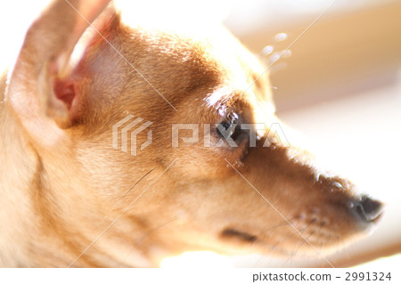 迷你篤賓犬 毛孩 動物 2991324