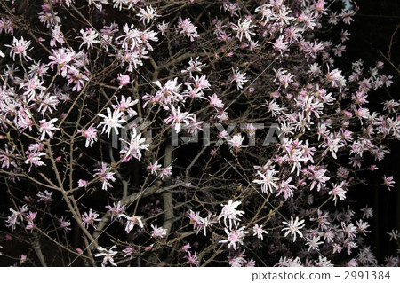 星花木蘭 星花木蘭 2991384