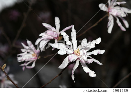 Shidecabushi 2991389