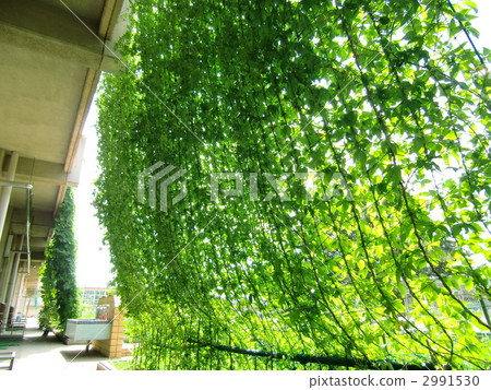 Green Curtain 2991530