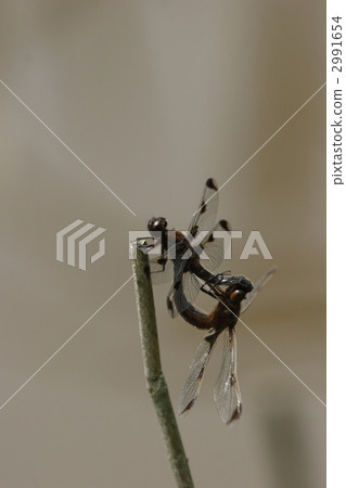 beckko蜻蜓的交配 2991654