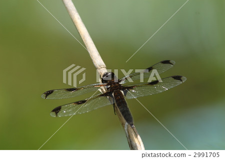 Endangered species Bekko dragonfly ♂ 2991705