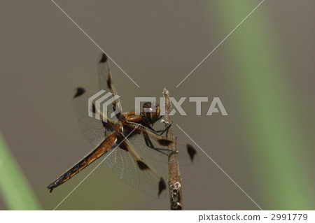 瀕危物種Bekko蜻蜓♂不成熟 2991779