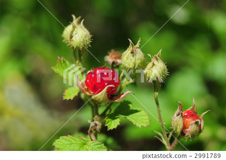 Navales草莓 2991789