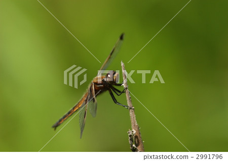 Endangered species Bekko dragonfly ♂ immature 2991796