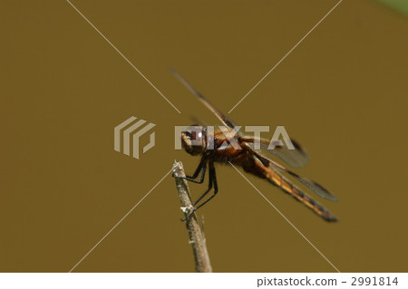 瀕危物種Bekko蜻蜓♂不成熟 2991814