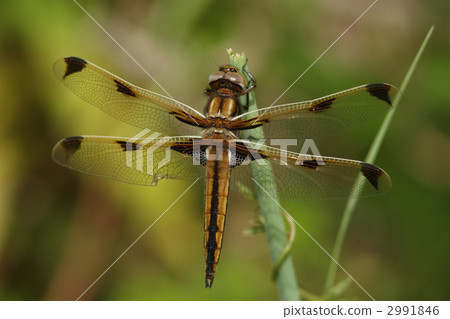 Endangered species Bekko dragonfly ♂ immature 2991846