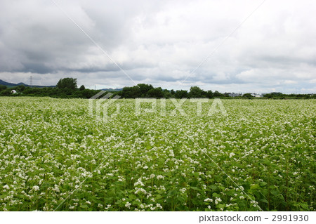 蕎麥田 2991930