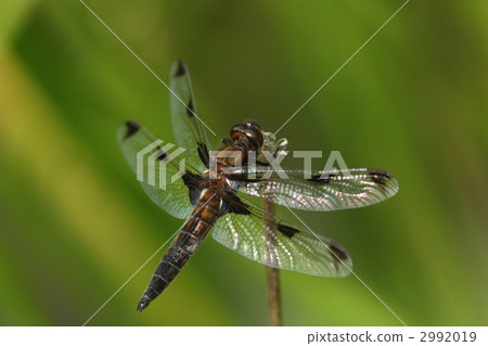 瀕危物種Bekko蜻蜓♂ 瀕危物種Bekko蜻蜓♂ 2992019