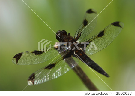 瀕危物種Bekko蜻蜓♂ 瀕危物種Bekko蜻蜓♂ 2992033