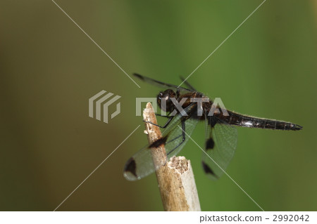 瀕危物種Bekko蜻蜓♂ 瀕危物種Bekko蜻蜓♂ 2992042