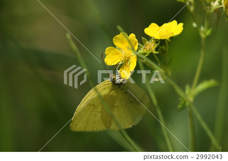 鳥類被吸收 2992043