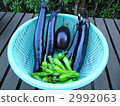 summer vegetables, shishito pepper, eggplant 2992063