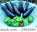 summer vegetables, sieve, kitchen garden 2992065
