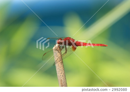 少女蜻蜓 少女蜻蜓 2992080