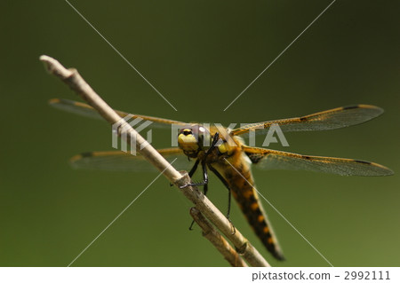 Yotsuboshitonbo 2992111