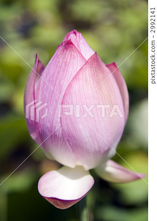 Oga lotus pink color 2992141