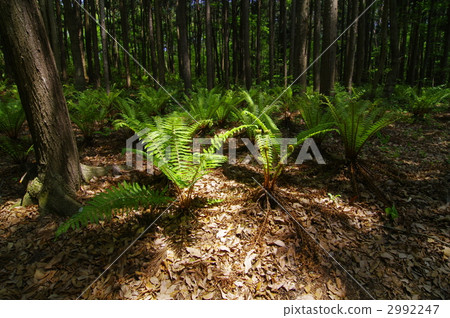 A group of Kusasotsetsu 2992247