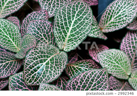 foliage, leaf, leafs 2992346