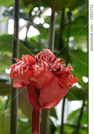 torch ginger, zingiberaceae, evergreen perennial plant 2992352