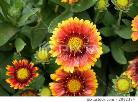 tenjin chrysanthemum, gaillardia, tenjingiku 2992354