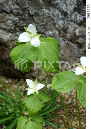 trillium camschatcense, white flowers, White Flower 2992363