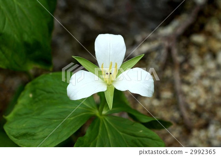 trillium camschatcense, white flowers, White Flower 2992365