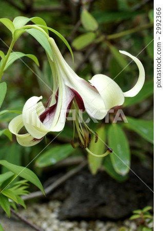 bloom, blossom, blossoms 2992366