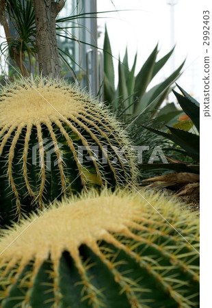 echinocactus grusonii, cacti, desert plants 2992403