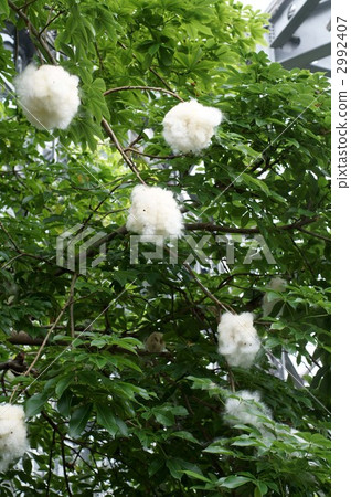floss silk tree, ceiba speciosa, fluff 2992407