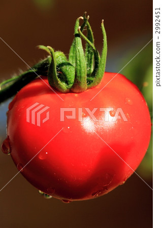Tomato   2992451
