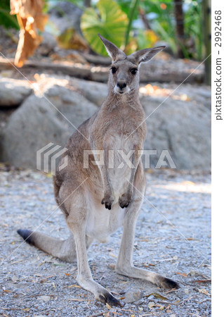 terrestrial animal, gravel road, one animal 2992468