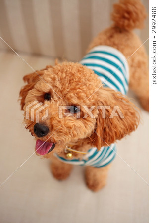在T恤的貴賓犬 2992488