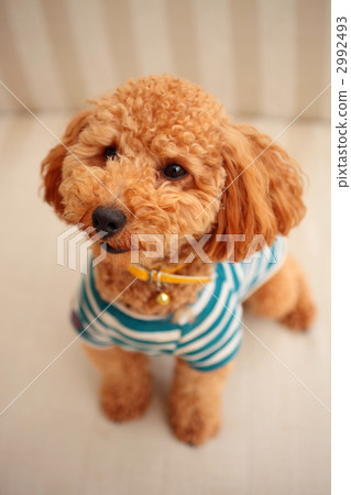 在T恤的貴賓犬 2992493