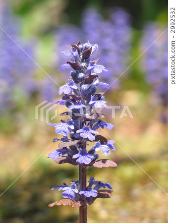 西部十二Hitoe 2992532