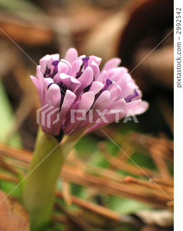 Buds of the Show 2992542