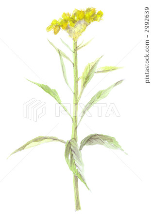 Catech yellow 2992639