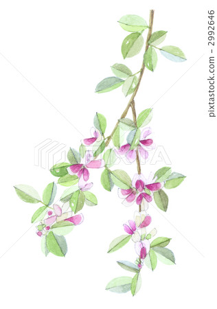 H木Hagi treeagi wagi 2992646