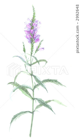 Hana Torao Hanatraneo 2992648