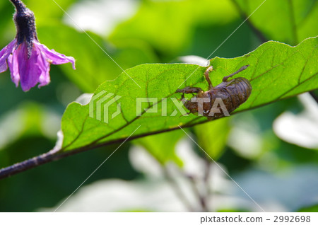 Cicada's Cut Out shell Abstract of abraspace Cicada's Cut Out shell Abstract of abraspace 2992698