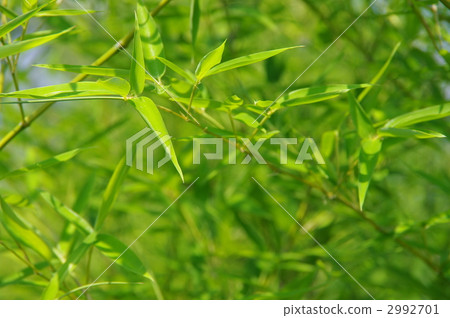 竹葉竹葉 竹葉竹葉 2992701