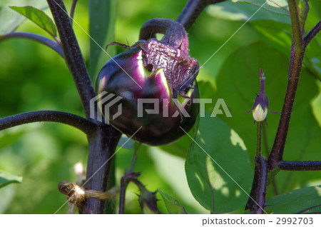 Growth of round eggplant octopus eggplant Growth of round eggplant octopus eggplant 2992703