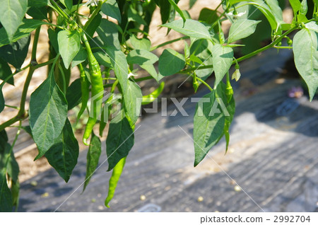 Pepper growing red pepper seedling 2992704