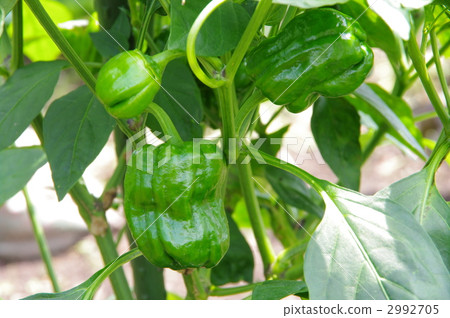 Growth of green peppers 2992705